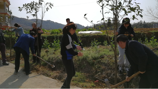 洞口：植树造林助力乡村振兴_邵商网