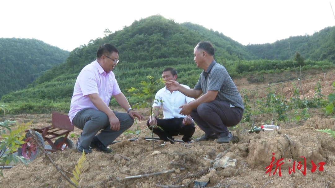 李允尧深入毓兰镇侯家村青钱柳茶叶种植基地调研_邵阳头条网