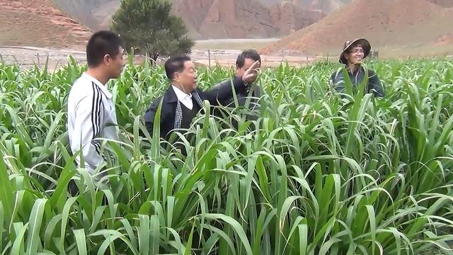 亩产30吨可收割15年，价值是玉米的10倍，巨菌草有什么特殊之处？-图1