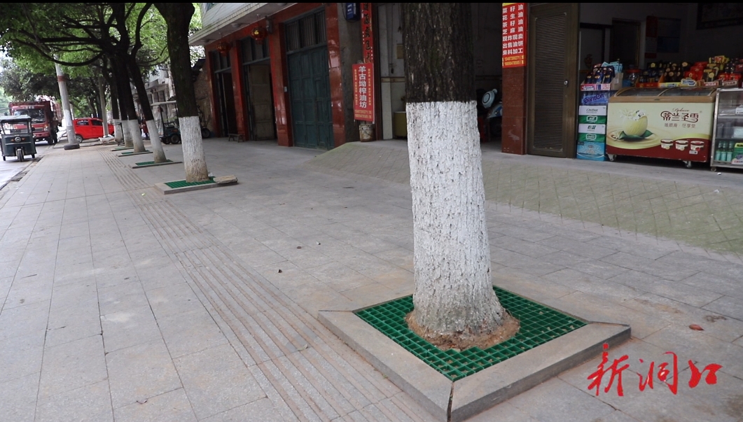 洞口县城市管理和综合执法局为行道树安装网格树围(图2)