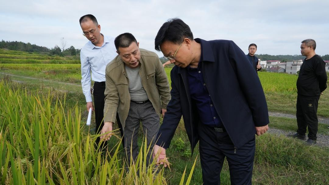 吴韬到水东镇调研村级集体经济和产业发展(图1)