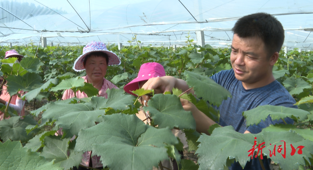 CCTV-4《中国新闻》栏目摄制组来洞口县花园镇采访拍摄(图2)