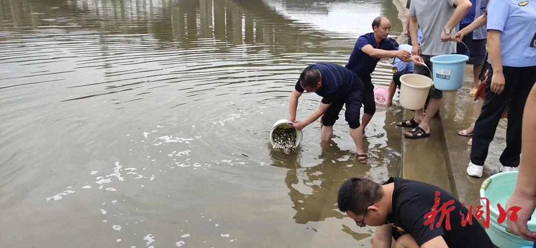 洞口县在蓼水河放流180万尾鱼苗(图1)