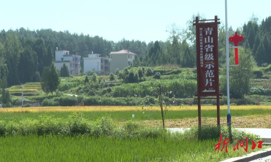 洞口县大力实施高标准农田建设 打造“丰产粮仓”(图2)