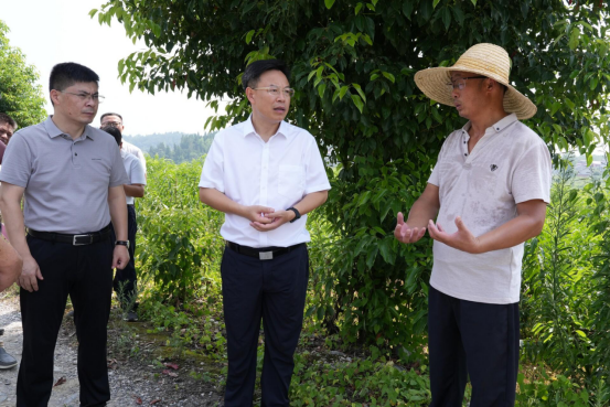 吴韬到石江镇调研基层党建、乡村振兴等工作(图1)
